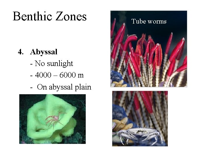 Benthic Zones 4. Abyssal - No sunlight - 4000 – 6000 m - On