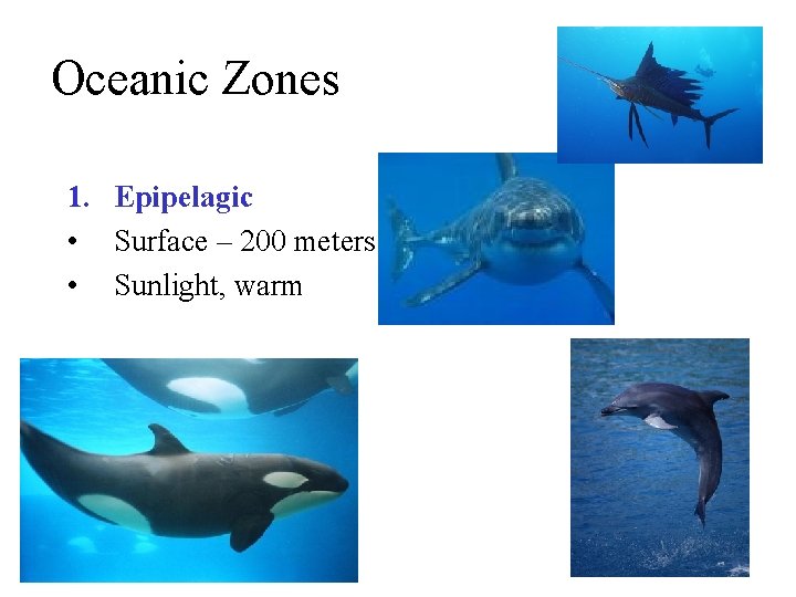 Oceanic Zones 1. Epipelagic • Surface – 200 meters • Sunlight, warm Oceanic Zones 1. Epipelagic • Surface – 200 meters • Sunlight, warm