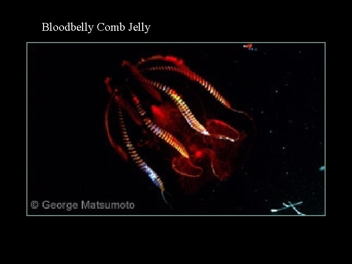 Bloodbelly Comb Jelly Bloodbelly Comb Jelly