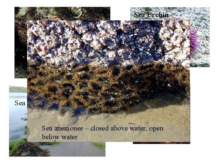 Sea Urchin Sea star Sea weed Sea anemones – closed above water, open below Sea Urchin Sea star Sea weed Sea anemones – closed above water, open below