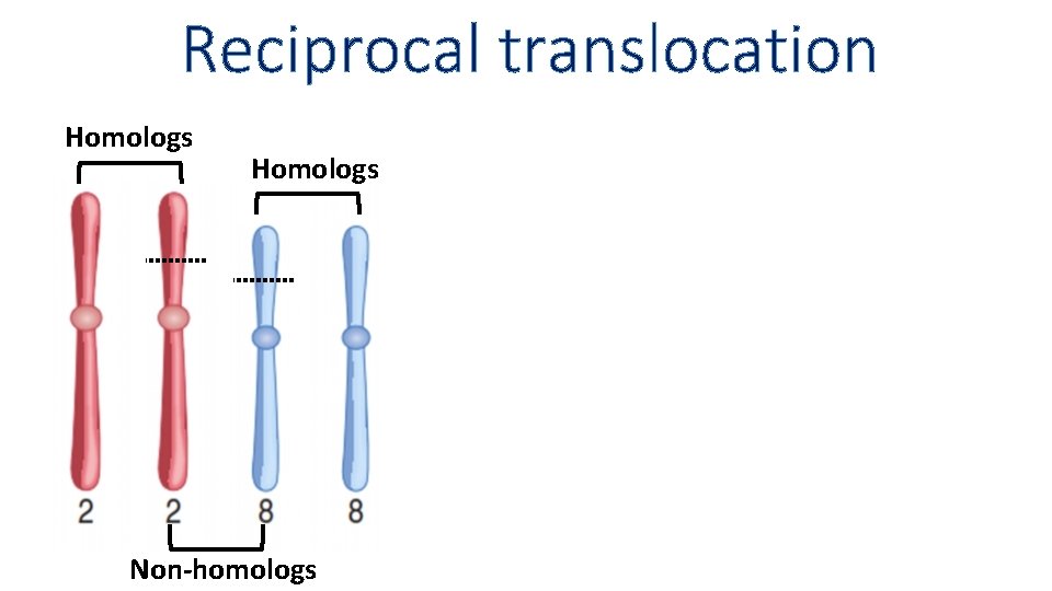 Reciprocal translocation Homologs Non homologs 