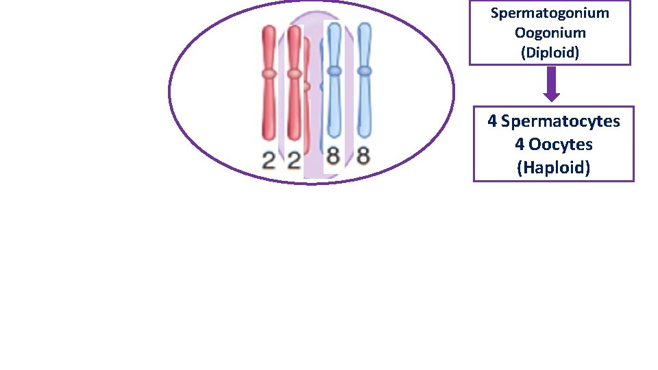 Spermatogonium Oogonium (Diploid) 4 Spermatocytes 4 Oocytes (Haploid) 