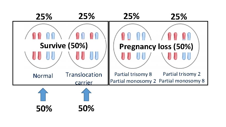 25% Survive (50%) Normal 50% Translocation carrier 50% 25% Pregnancy loss (50%) Partial trisomy