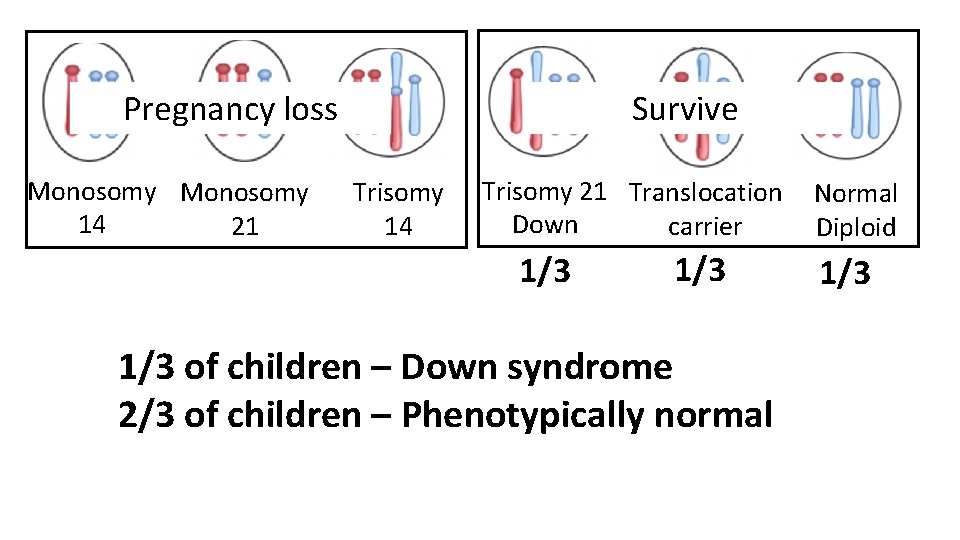 Survive Pregnancy loss Monosomy 14 21 Trisomy 14 Trisomy 21 Translocation Down carrier 1/3