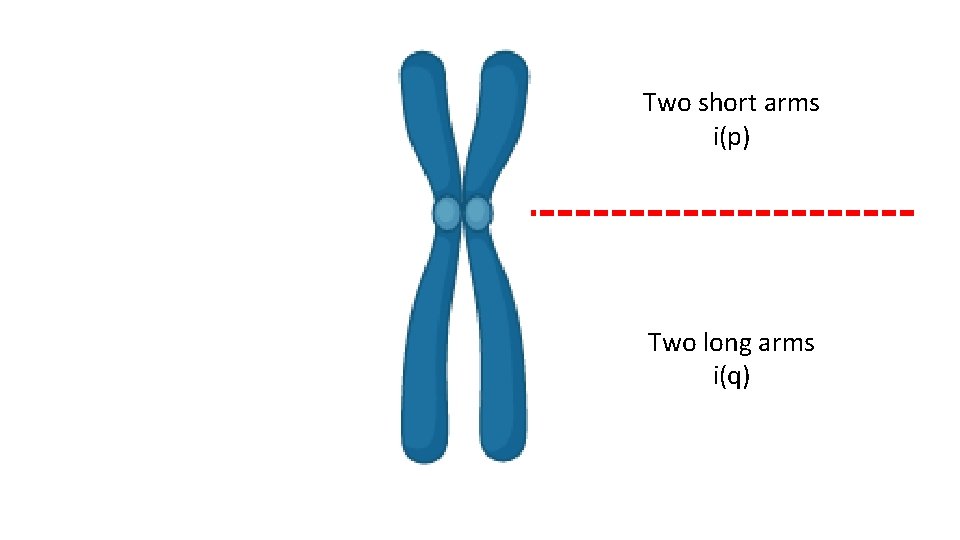 Two short arms i(p) Two long arms i(q) 