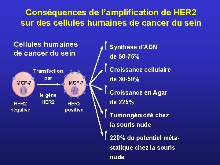 Conséquences de l’amplification de HER 2 sur des cellules humaines de cancer du sein