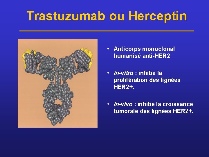 Trastuzumab ou Herceptin • Anticorps monoclonal humanisé anti-HER 2 • in-vitro : inhibe la