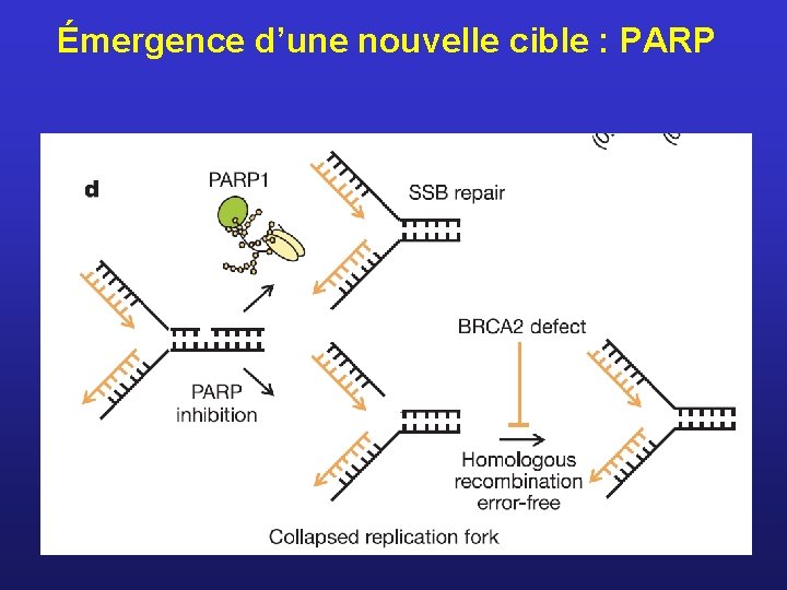 Émergence d’une nouvelle cible : PARP 