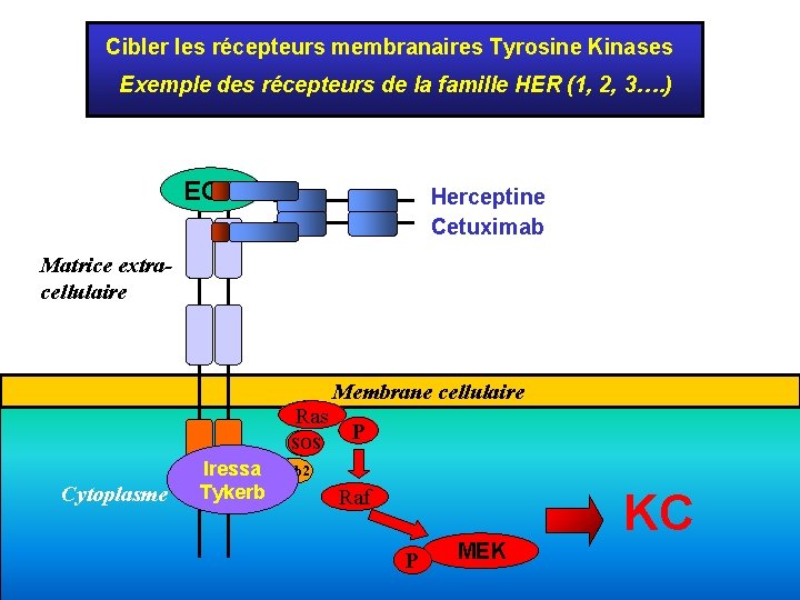 Cibler les récepteurs membranaires Tyrosine Kinases Exemple des récepteurs de la famille HER (1,