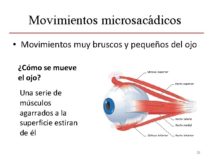 Movimientos microsacádicos • Movimientos muy bruscos y pequeños del ojo ¿Cómo se mueve el