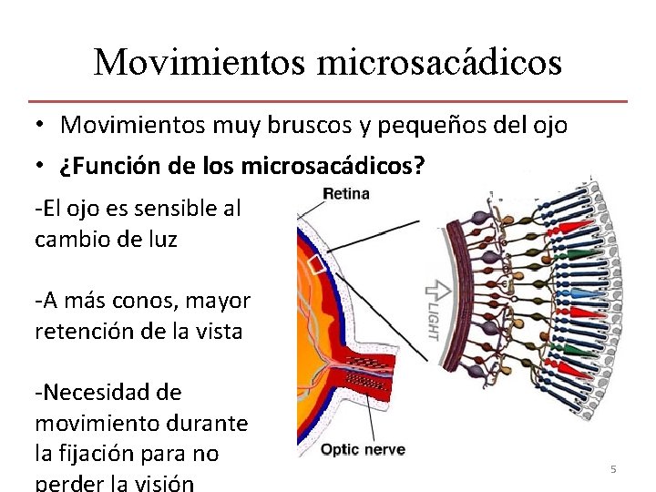 Movimientos microsacádicos • Movimientos muy bruscos y pequeños del ojo • ¿Función de los