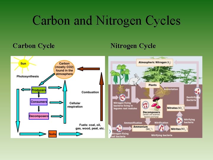 Carbon and Nitrogen Cycles Carbon Cycle Nitrogen Cycle 