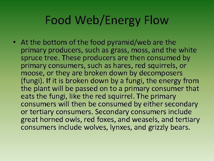 Food Web/Energy Flow • At the bottom of the food pyramid/web are the primary