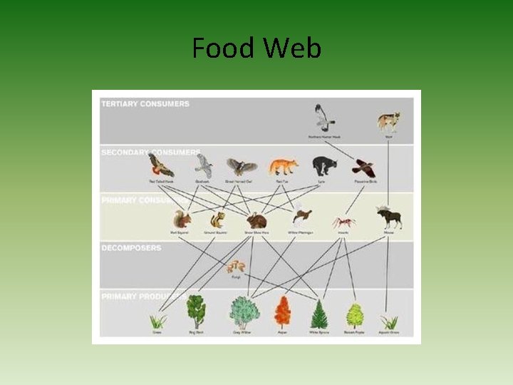 Food Web 