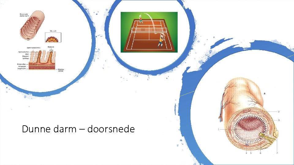 Dunne darm – doorsnede 