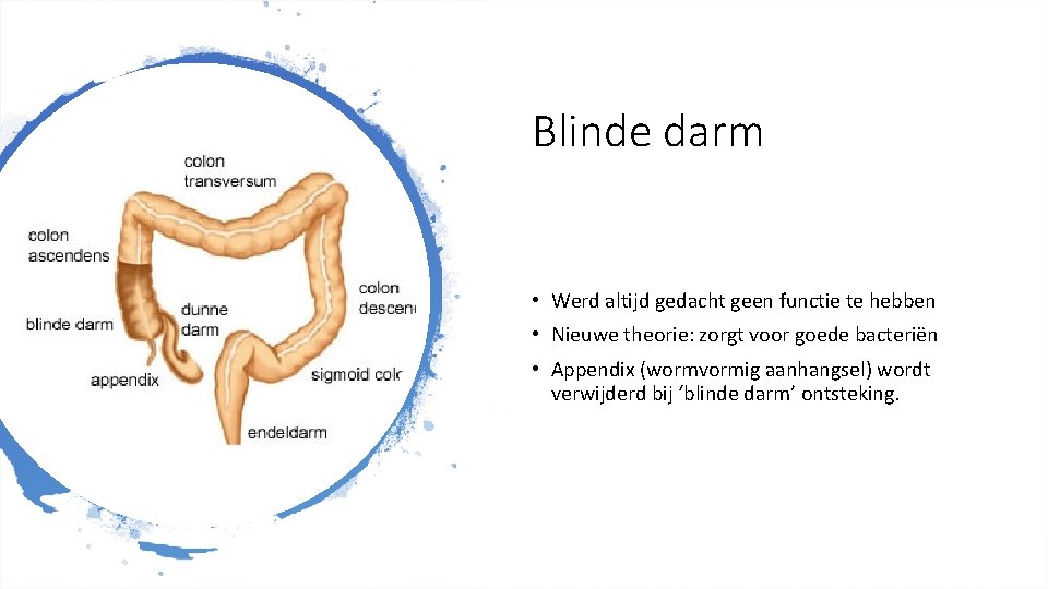 Blinde darm • Werd altijd gedacht geen functie te hebben • Nieuwe theorie: zorgt