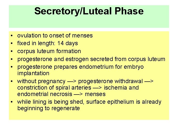 Secretory/Luteal Phase • • • ovulation to onset of menses fixed in length: 14