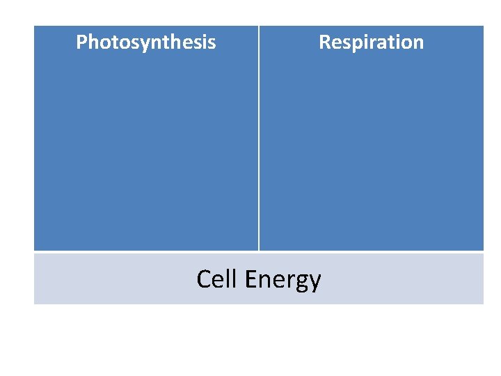 Photosynthesis Cell Energy Respiration Foldable Cell Energy 