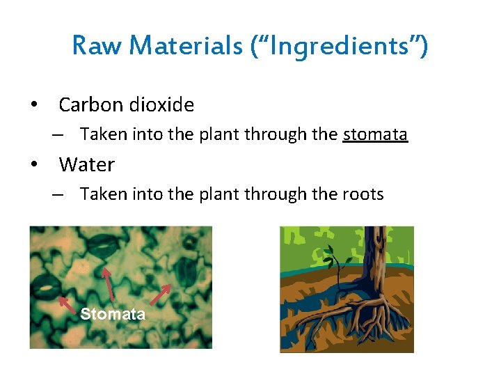 Raw Materials (“Ingredients”) • Carbon dioxide – Taken into the plant through the stomata