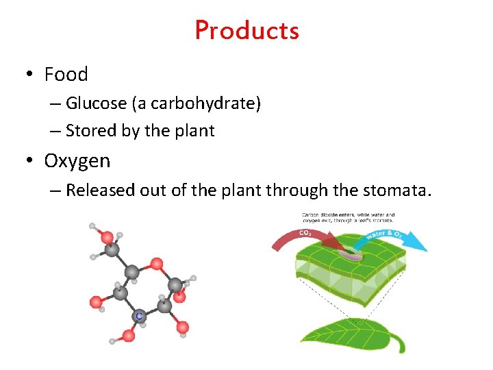 Products • Food – Glucose (a carbohydrate) – Stored by the plant • Oxygen