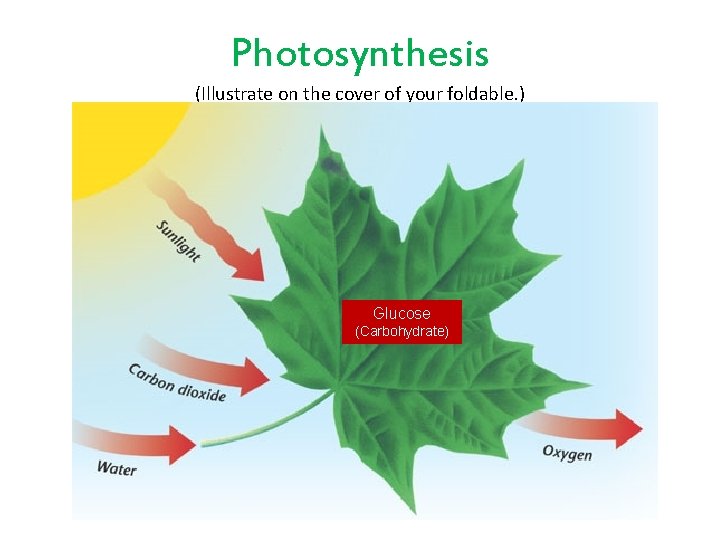 Photosynthesis (Illustrate on the cover of your foldable. ) Glucose (Carbohydrate) 