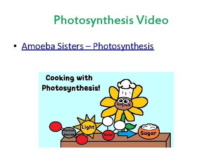 Photosynthesis Video • Amoeba Sisters – Photosynthesis 