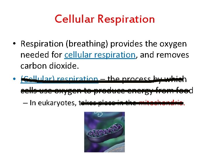 Cellular Respiration • Respiration (breathing) provides the oxygen needed for cellular respiration, and removes