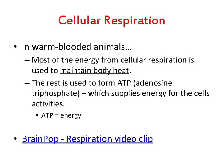 Cellular Respiration • In warm-blooded animals… – Most of the energy from cellular respiration