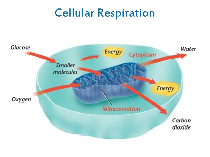 Cellular Respiration 