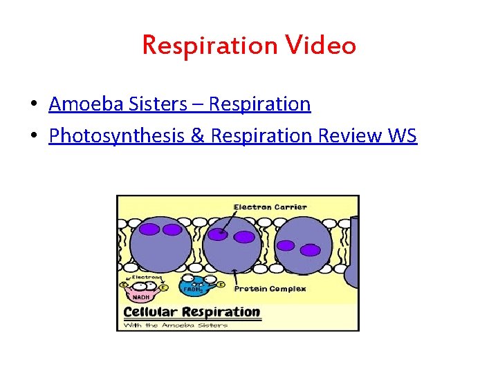 Respiration Video • Amoeba Sisters – Respiration • Photosynthesis & Respiration Review WS 