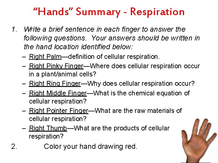 “Hands” Summary - Respiration 1. Write a brief sentence in each finger to answer