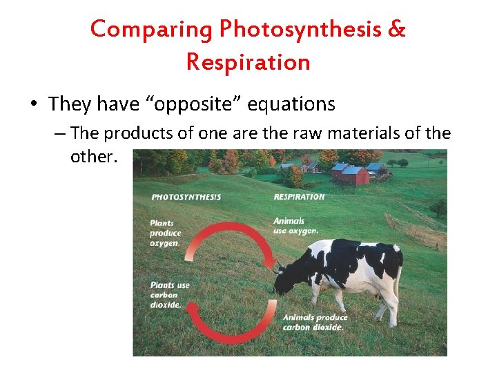 Comparing Photosynthesis & Respiration • They have “opposite” equations – The products of one