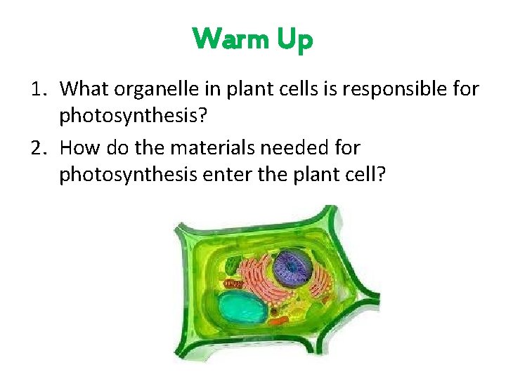 Warm Up 1. What organelle in plant cells is responsible for photosynthesis? 2. How