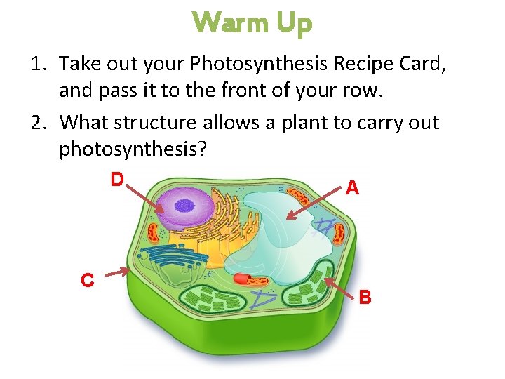 Warm Up 1. Take out your Photosynthesis Recipe Card, and pass it to the