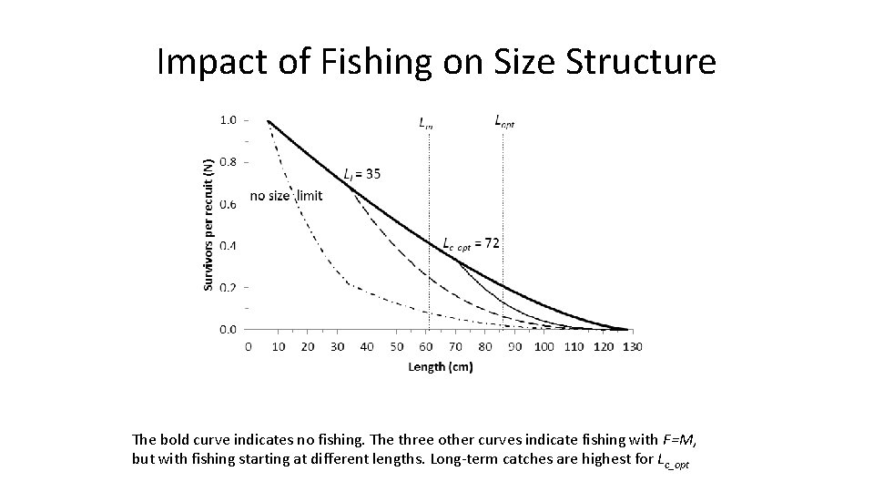 Impact of Fishing on Size Structure The bold curve indicates no fishing. The three