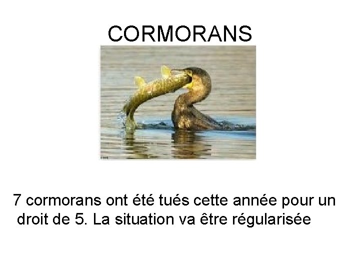 CORMORANS 7 cormorans ont été tués cette année pour un droit de 5. La