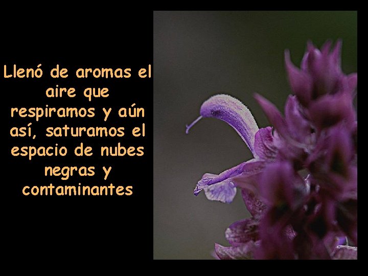 Llenó de aromas el aire que respiramos y aún así, saturamos el espacio de