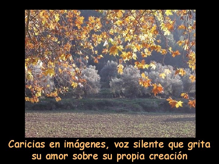 Caricias en imágenes, voz silente que grita su amor sobre su propia creación 