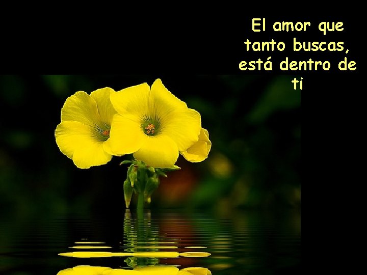 El amor que tanto buscas, está dentro de ti 