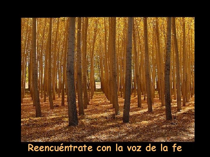 Reencuéntrate con la voz de la fe 