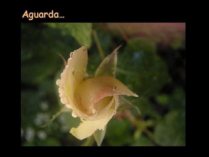 Aguarda… 