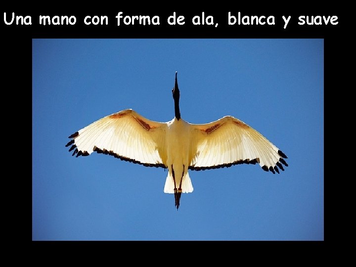Una mano con forma de ala, blanca y suave 