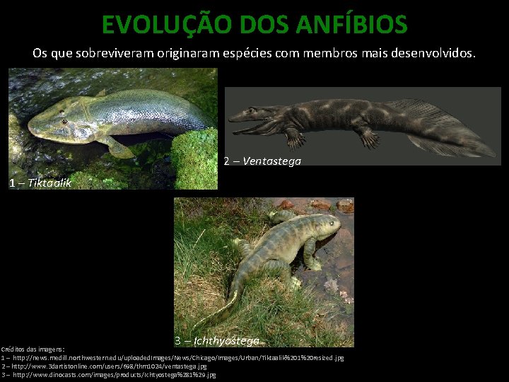 EVOLUÇÃO DOS ANFÍBIOS Os que sobreviveram originaram espécies com membros mais desenvolvidos. 2 –