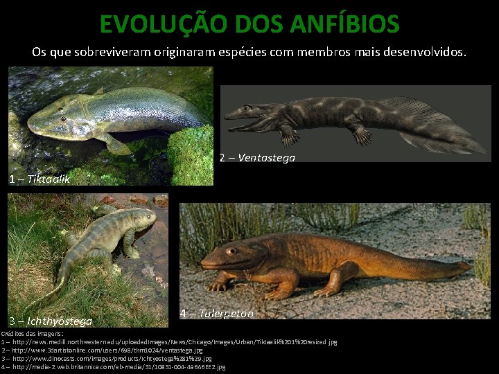 EVOLUÇÃO DOS ANFÍBIOS Os que sobreviveram originaram espécies com membros mais desenvolvidos. 2 –