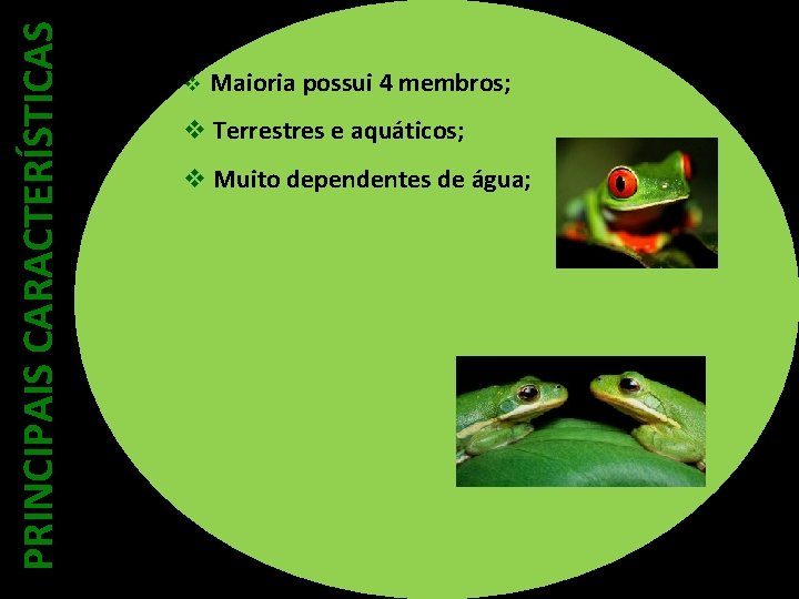 PRINCIPAIS CARACTERÍSTICAS v Maioria possui 4 membros; v Terrestres e aquáticos; v Muito dependentes