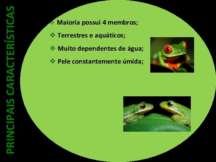 PRINCIPAIS CARACTERÍSTICAS v Maioria possui 4 membros; v Terrestres e aquáticos; v Muito dependentes