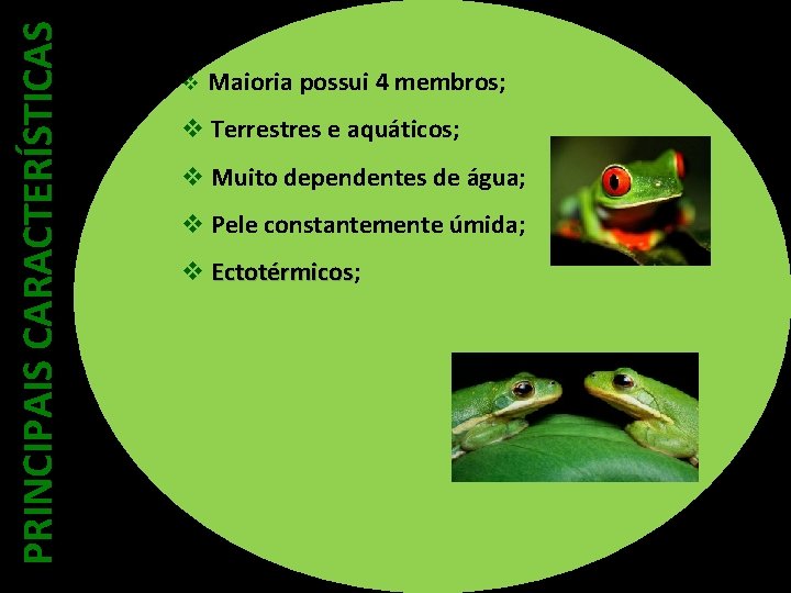 PRINCIPAIS CARACTERÍSTICAS v Maioria possui 4 membros; v Terrestres e aquáticos; v Muito dependentes