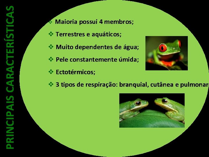 PRINCIPAIS CARACTERÍSTICAS v Maioria possui 4 membros; v Terrestres e aquáticos; v Muito dependentes