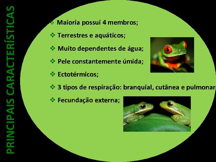 PRINCIPAIS CARACTERÍSTICAS v Maioria possui 4 membros; v Terrestres e aquáticos; v Muito dependentes