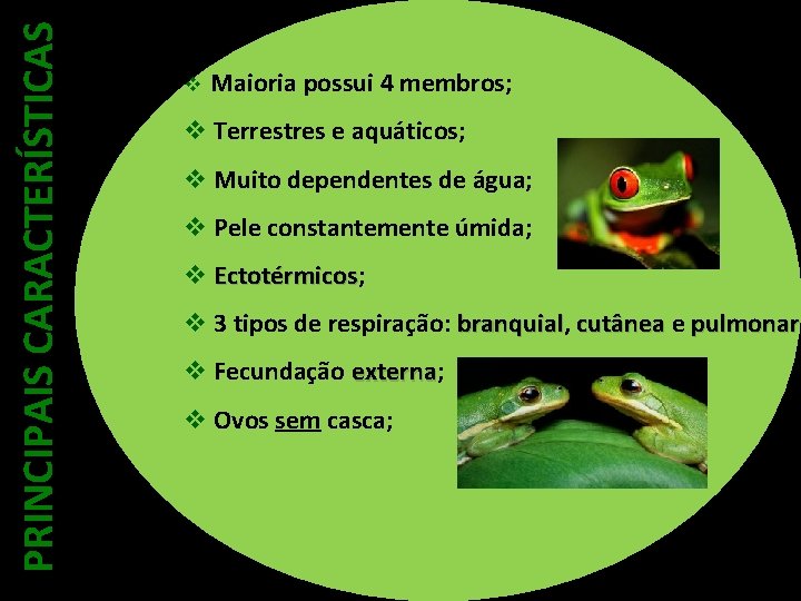 PRINCIPAIS CARACTERÍSTICAS v Maioria possui 4 membros; v Terrestres e aquáticos; v Muito dependentes